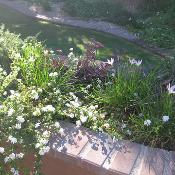 Happy Together! Colorful Desert Plant Combinations