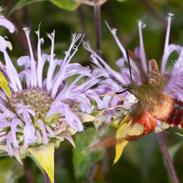 Great Design Plant: Wild Bergamot
