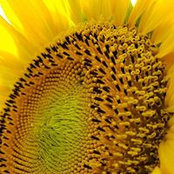 Laura Forde's photo