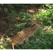 Photo de Fawn Labrie