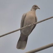 Aunt Betty's photo