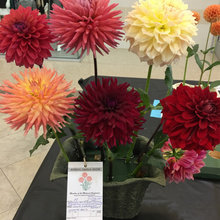 Dalias
