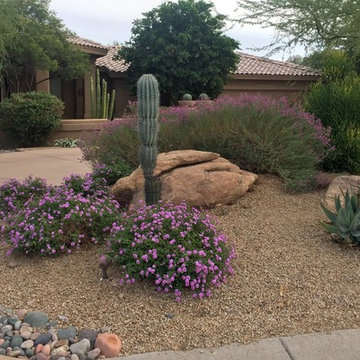 Southwestern Plants