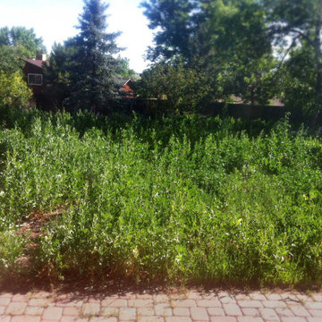 Back Yard Before Overgrown