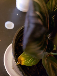 calathea höhe Calathea orbifolia XXL-Größe kaufen main image 0