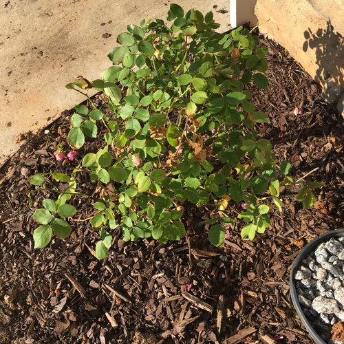Why is my rose bush dying?