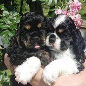 Elena Sicurello's photo