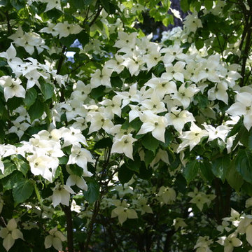 Garten in weiß