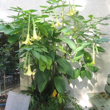 Tropical Containers