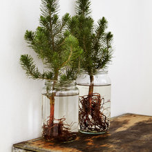 Plants