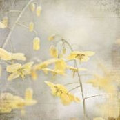 Foto von Joy York Foster