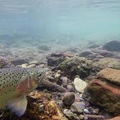 Chet Dalton's photo