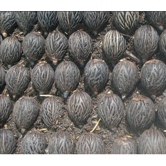 angropalm