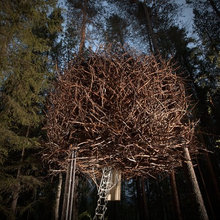 birds nest