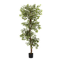Trees