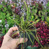 Hoya retusa, Wax Plant - Grass Leafed Hoya