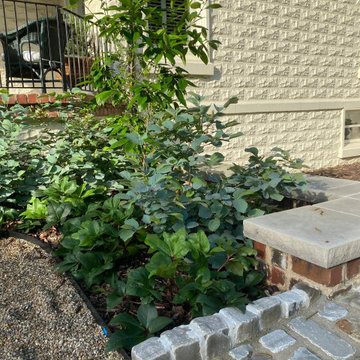 Fothergilla × intermedia 'Blue Shadow' and American Fringe Tree
