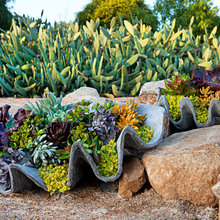 clamshell planter