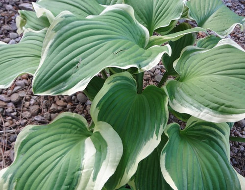 Hot Hostas