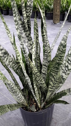 Request Sansevieria Winter Green