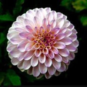 Dalia Barnouti's photo