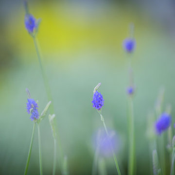 Flower Close-up