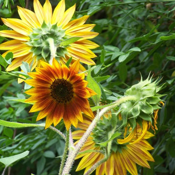 Girasole (Helianthus anuus)