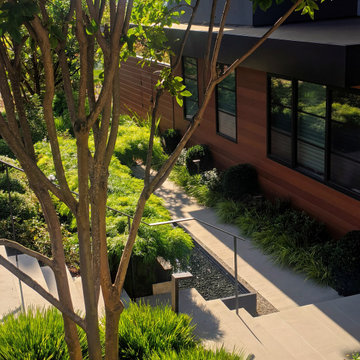 Patio landscape with olive trees in Los Altos, CA