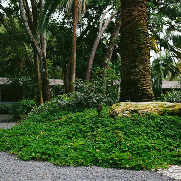 South Florida Rainforest