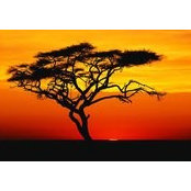 Barbara Montgomery's photo