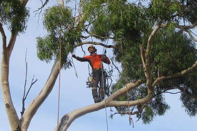 Tree Removal Adelaide - J&B Tree Services