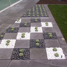 Succulents and Rocks