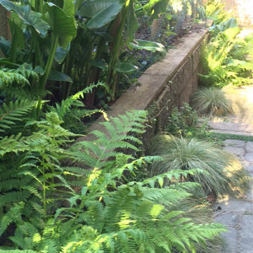 Perennials - Calla Lilly's and ferns and Frosty Curls