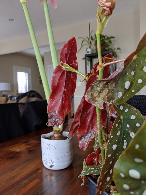 White spots on back of leaves