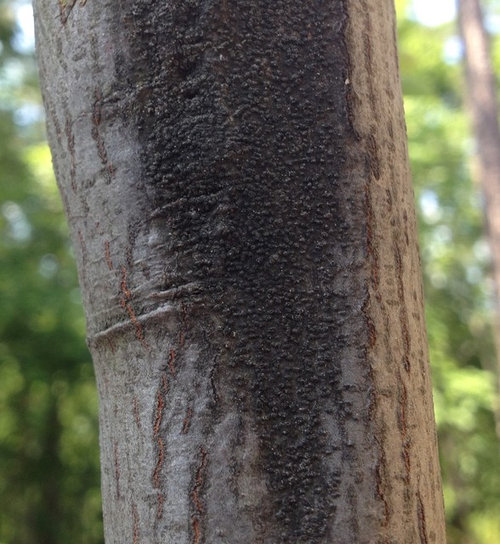 Serviceberry Is this a disease?
