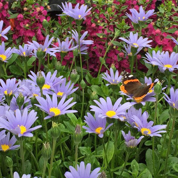 Butterfly in Summer Annuals