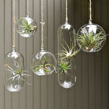 Contemporary Indoor Pots And Planters Shane Powers Hanging Glass Bubble Collection