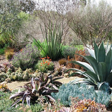 Succulent designs