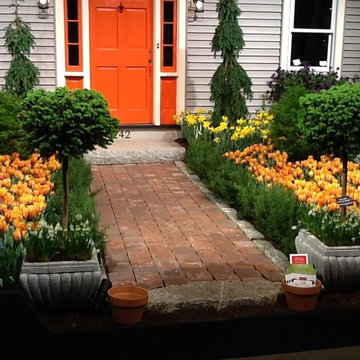 Spring Bulbs (Tulips, Daffodils, Hyaciths, Allium and more)