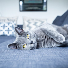 10 Cats Who Remarkably Match Their Interiors