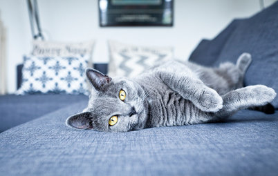 10 Things Homeowners With Cats Know to be True