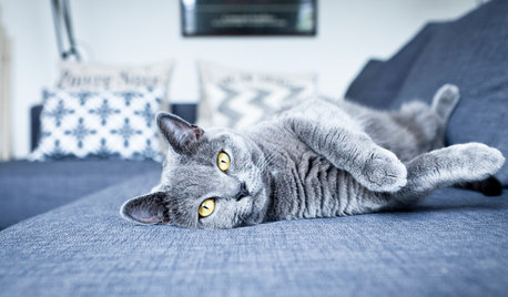 10 Things Homeowners With Cats Know to be True