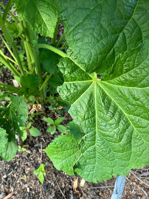 What could be eating my Hollyhock leaves?