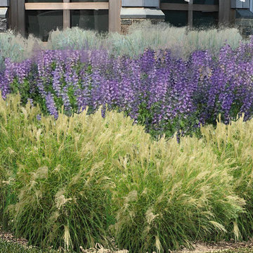 Restoring a harsh coastal site with hardy plants