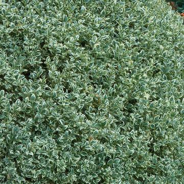 Great Plant Combinations