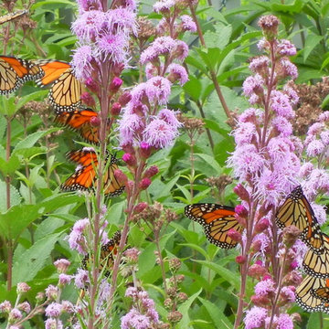 Pollinators