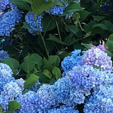 July Vignettes
