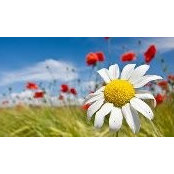 Deidra Piatt's photo