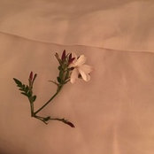 Foto von sasha desantis