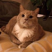 Molly Heininger's photo
